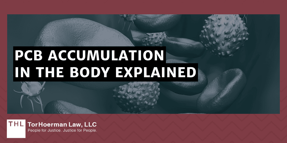 PCB Accumulation In The Body Explained